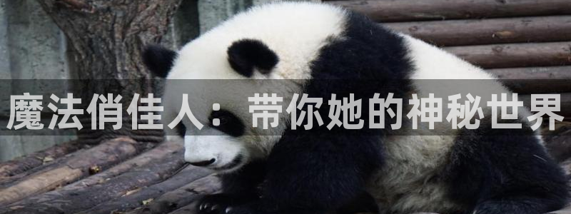 里番动漫acg：魔法俏佳人：带你她的神秘世界